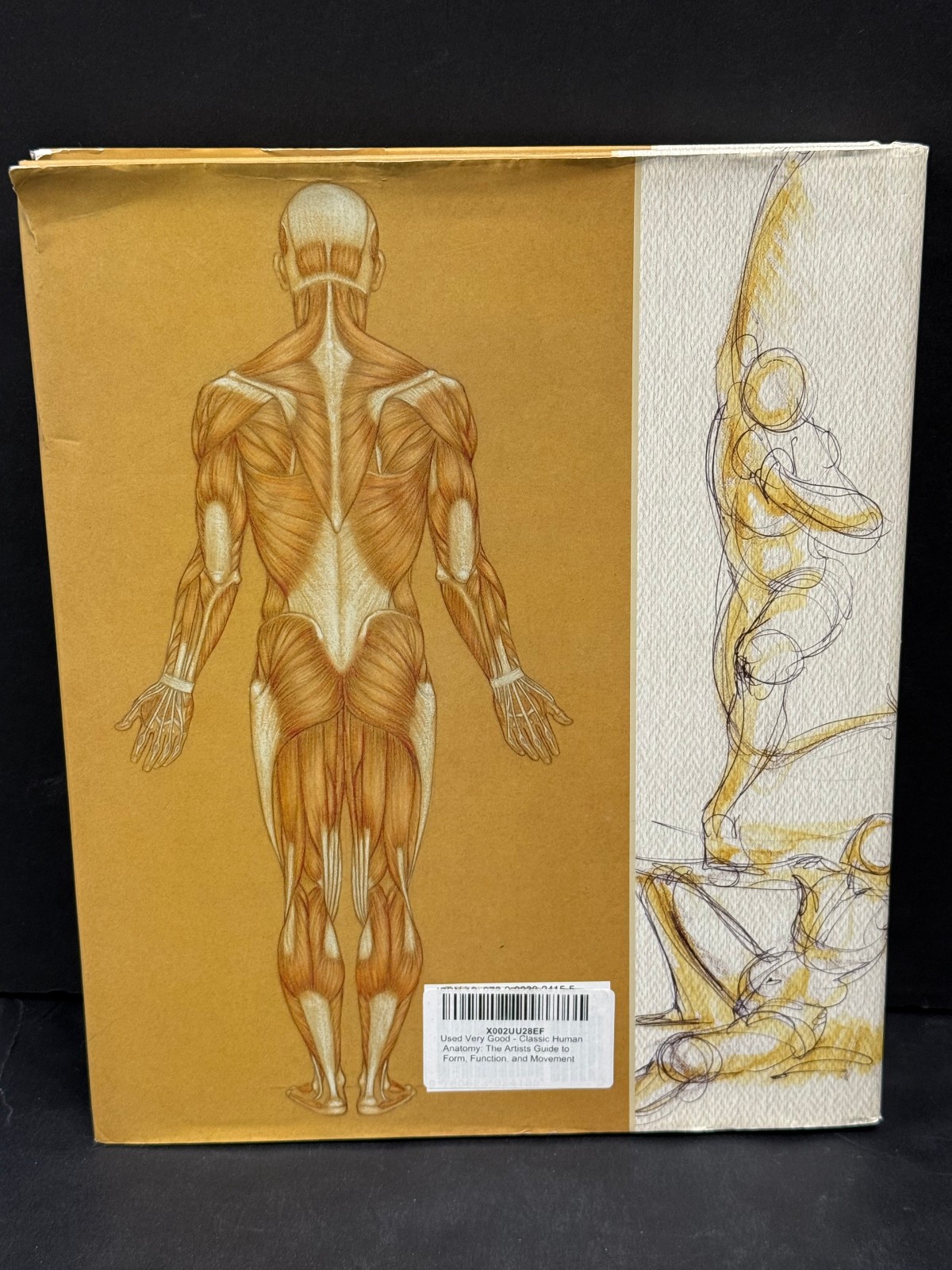 Classic Human Anatomy Valerie L. Winslow Hardcover 2008 Art Reference Book