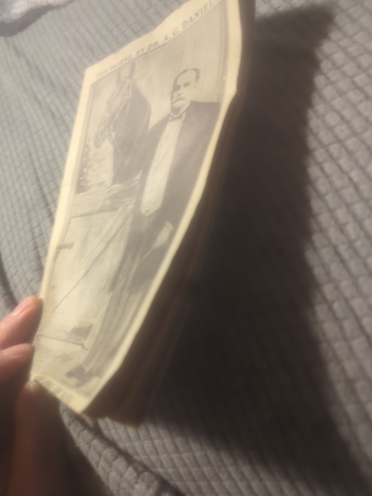 The Horse By DR A.C. Daniel’s Veterinary Medicines And How To Use. 1911 40 Pages