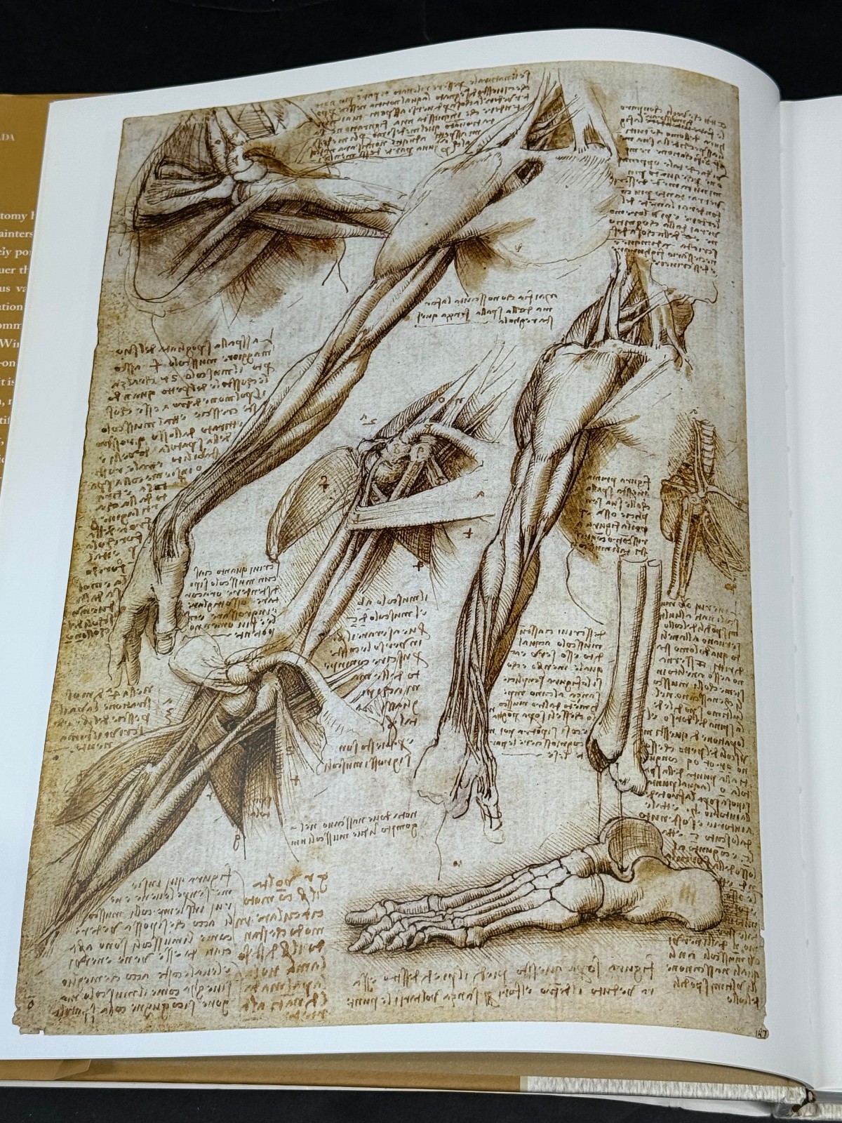 Classic Human Anatomy Valerie L. Winslow Hardcover 2008 Art Reference Book