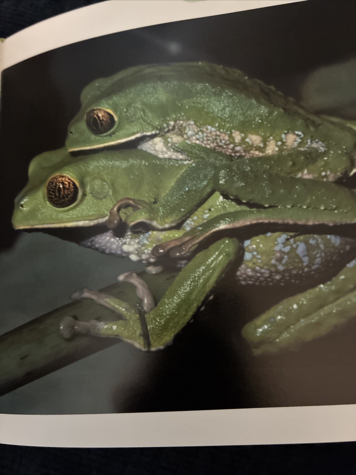 300 Frogs : A Visual Reference to Frogs and Toads from Around the World
