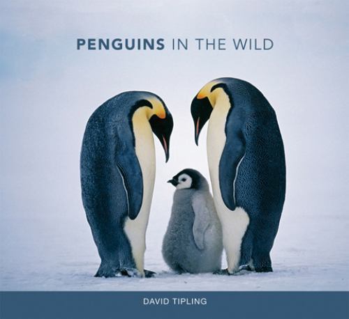 Penguins in the Wild; Mit Press – 0262019604, hardcover, David Tipling