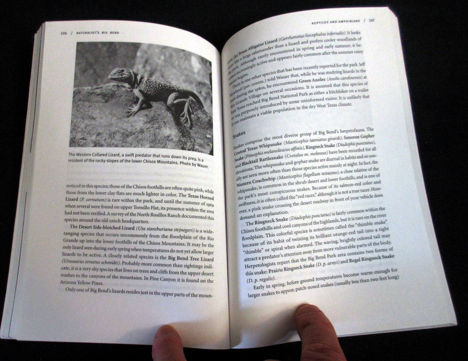 Naturalist’s Big Bend – The Nature of Big Bend Texas – softcover bcx
