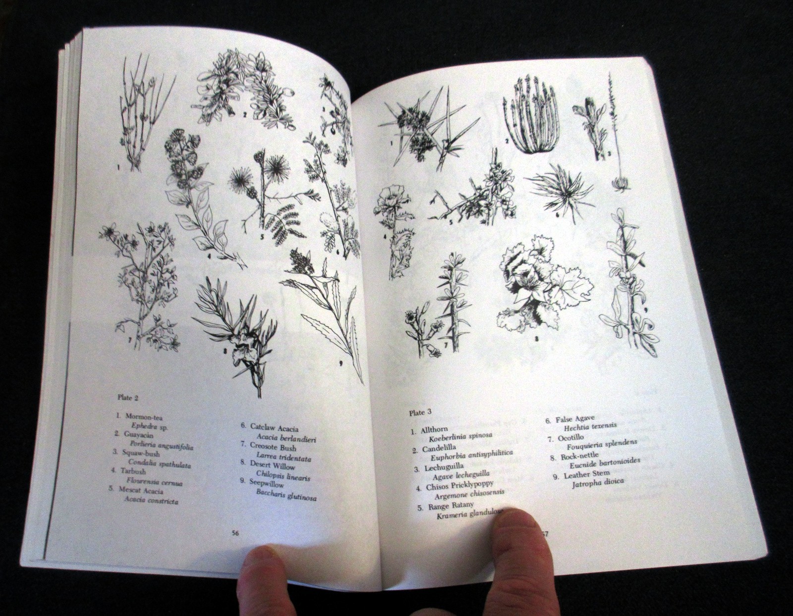 Naturalist’s Big Bend – The Nature of Big Bend Texas – softcover bcx